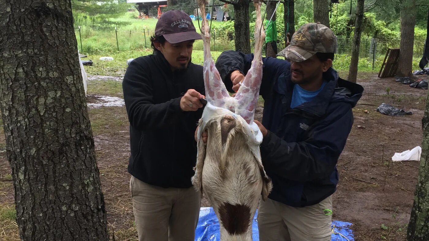 Obaid Rehman's father and one of his friends skin a goat after having slaughtered it