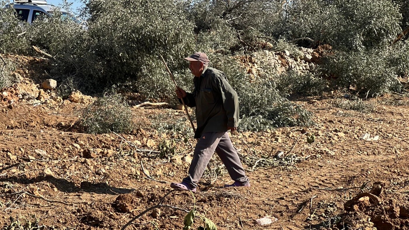 A Palestinian walks among olive trees uprooted by Israeli forces on his land in Beit Rima, northwest of Ramallah in the occupied West Bank (Mohammed Turkman/MEE)