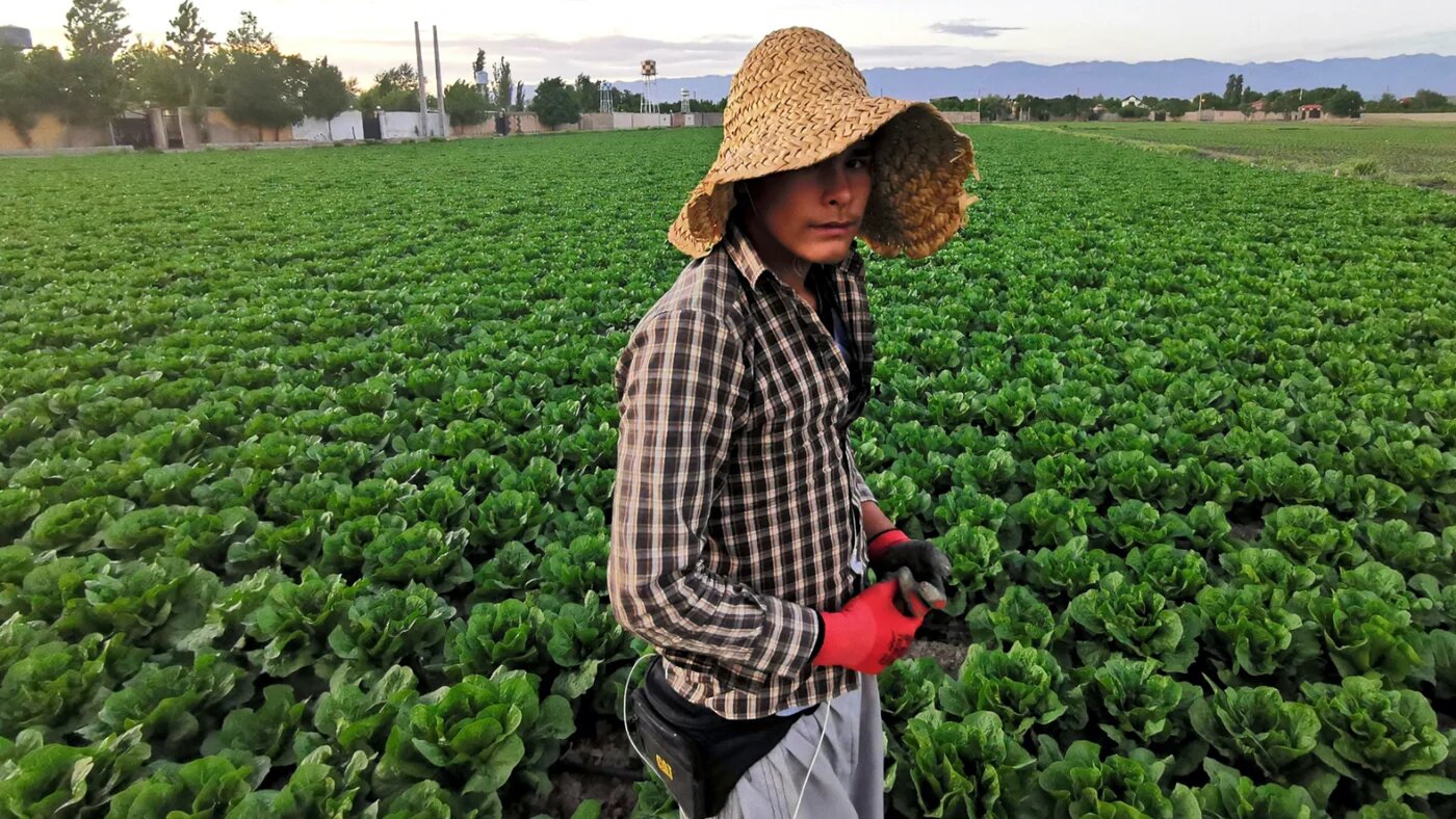 A worker is pictured during the harvest of romaine lettuce at a farm in the countryside of the city of Karaj in the northern Iranian Alborz Province, on 30 April 2021