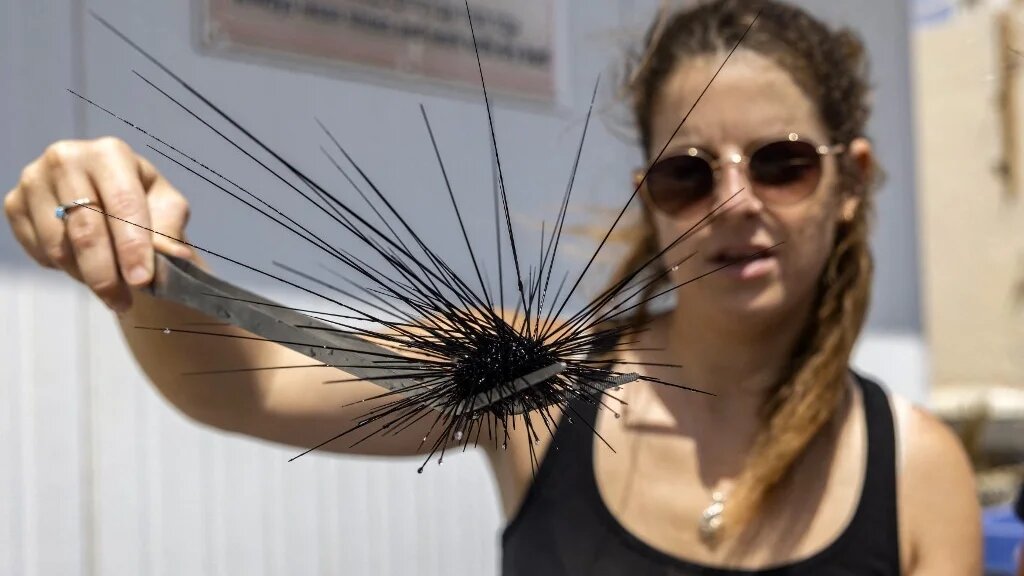 Une étudiante de l’université de Tel Aviv utilise une pince pour tenir un oursin Diadema Setosum dans un aquarium de l’Institut interuniversitaire des sciences marines, dans la station balnéaire israélienne d’Eilat, sur la mer Rouge, le 14 septembre 2023 (AFP/Menahem Kahana)