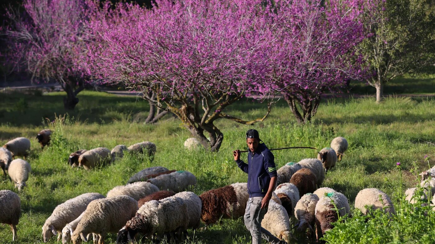 A shepherd leads his flock past flowering trees in the Hamalachim-Shahariya Forest near Kiryat Gat in Israel on 16 March 2021 (AFP)