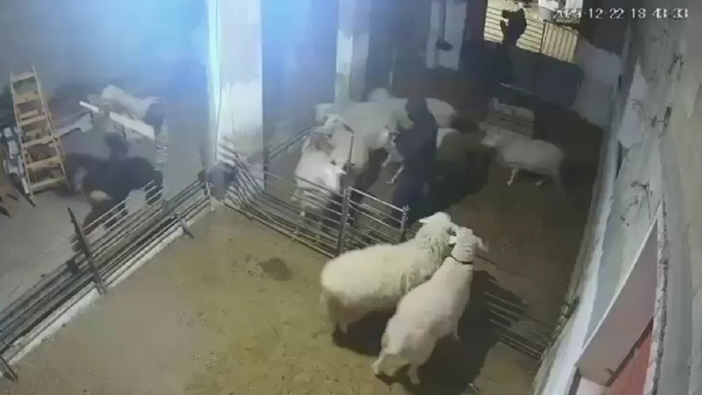 Surveillance footage shows settlers battering sheep with long objects, including some which appear to be sharp, on 22 December 2025 (X/Screenshot)