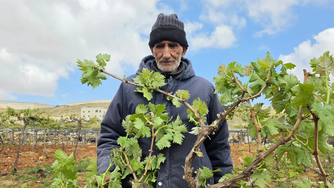 A Palestinian man inspects damaged grapevines after Israeli forces began bulldozing vineyards in Hebron, occupied West Bank, 5 May 2026 (Sari Jaradat/MEE)