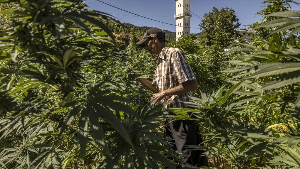 Un agriculteur inspecte des plantes dans un champ de cannabis dans le village d’Azila, dans la région marocaine de Ketama (Nord), le 16 septembre 2022 (AFP/Fadel Senna) 