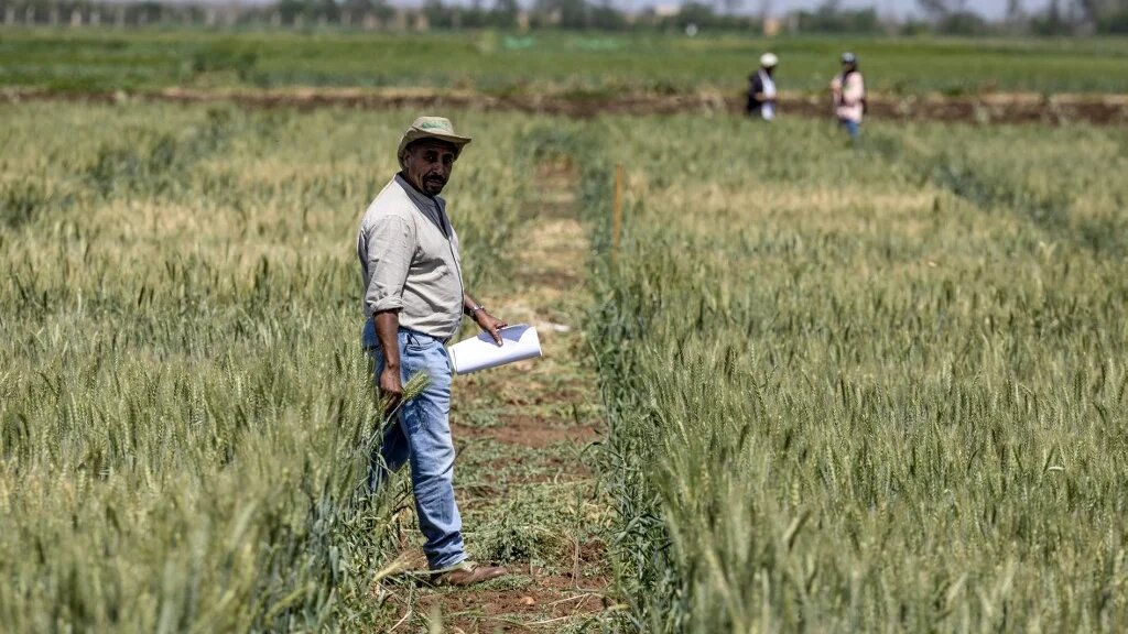 Un chercheur du Centre international de recherche agricole en zones arides (ICARDA) se promène dans un champ cultivé dans la région de Marchouch, au nord-ouest du Maroc, le 18 avril 2024 (Fadel Senna/AFP)