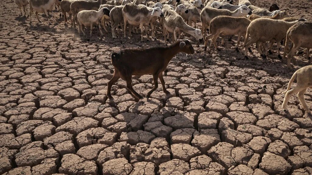 Un troupeau de moutons marche sur le sol fissuré près du barrage Al Massira au sud de Casablanca, le 8 août 2022 (AFP/Fadel Senna)