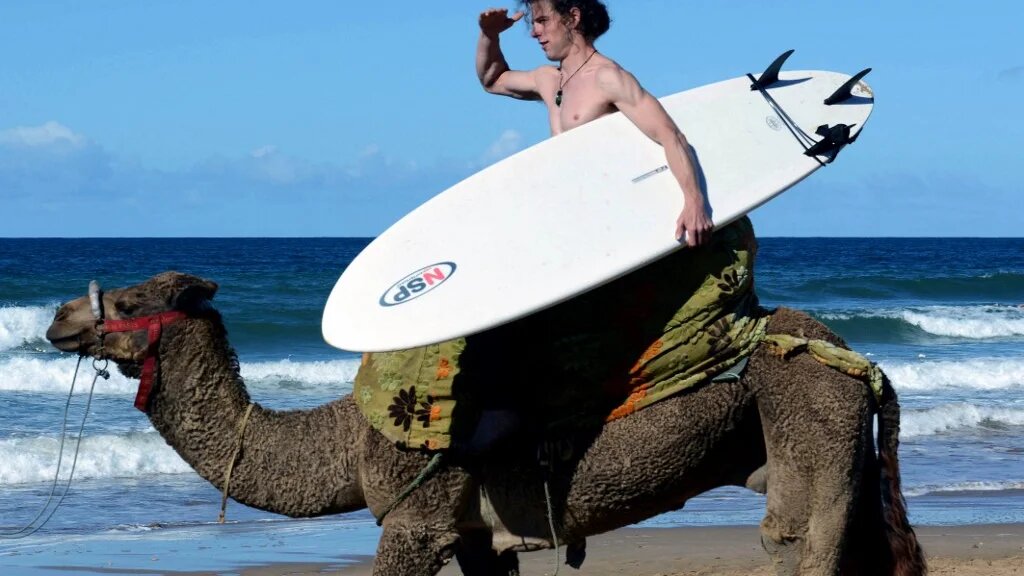 A surfer rides a camel on a beach in the south western Moroccan city of Taghazout on November 10, 2012 (AFP)