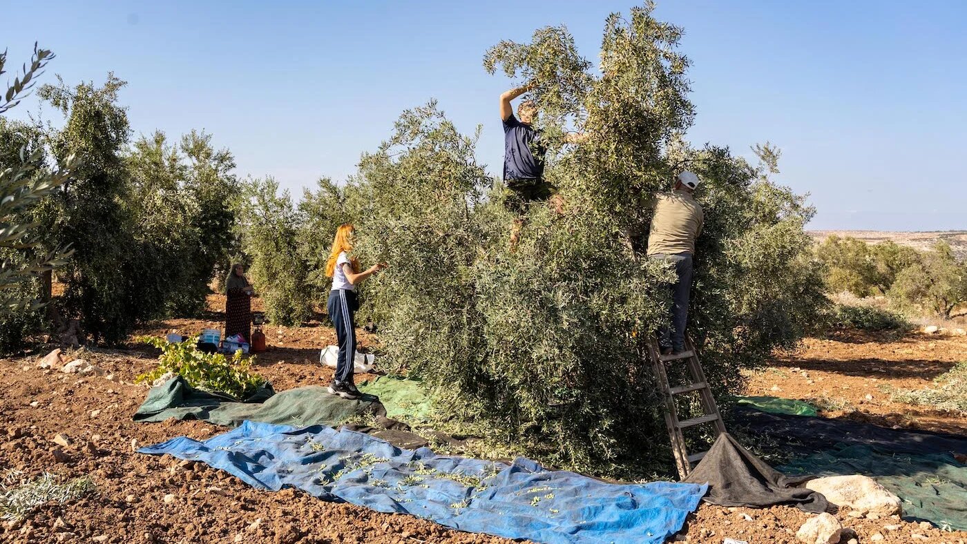Des volontaires internationaux aident une famille d’agriculteurs palestiniens lors d’une cueillette d’olives à Surif, au nord-ouest de la ville d’Hébron (MEE/Stefano Lorusso)