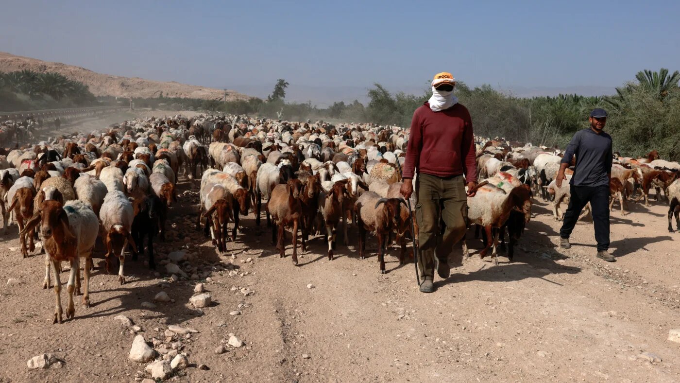 Palestinian shepherds lead their flock near the village of al-Jiftlik in the Jordan Valley, east of Nablus, in the north of the occupied West Bank on 11 May 2025 (AFP)
