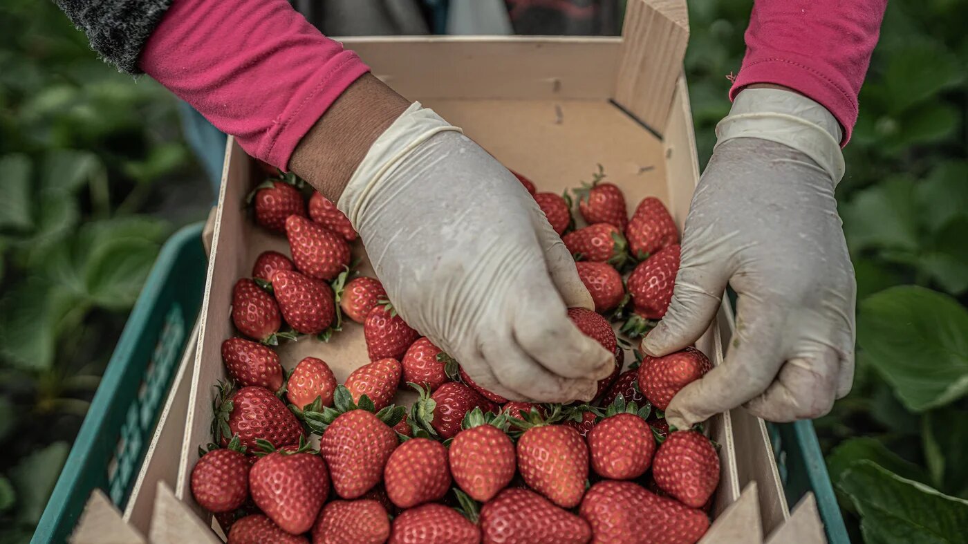 Strawberry picker in Spain