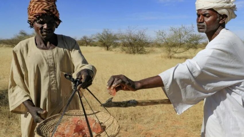 L’Organisation des Nations unies pour l’alimentation et l’agriculture (FAO) a accordé 10 millions de dollars au Département des forêts pour aider les cultivateurs d’acacias du Soudan à conserver leur gagne-pain  (AFP/Ashraf Shazly)