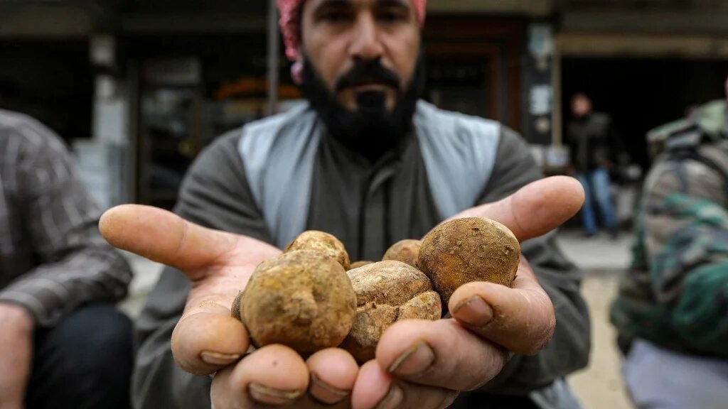 Le kilo de truffes se vend entre cinq et 25 dollars, selon la taille et la qualité, dans un pays où le salaire mensuel moyen est de 18 dollars (AFP/Louai Beshara)