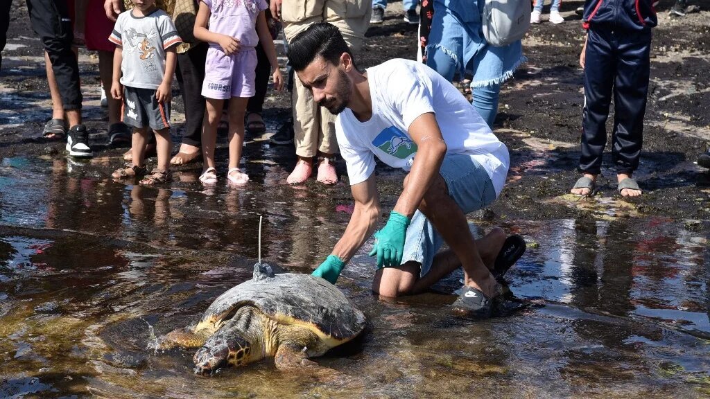 Depuis la création du centre à l’été 2021, près de 80 tortues y ont été traitées avant d’être relâchées en mer (AFP/Imed Haddad)