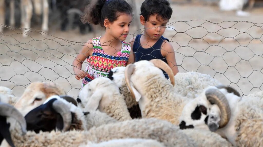 Le prix du mouton « sacrifiable » a augmenté à au moins 1 000 dinars (300 euros), soit plus que le double du salaire minimum en Tunisie (AFP/Fethi Belaid)