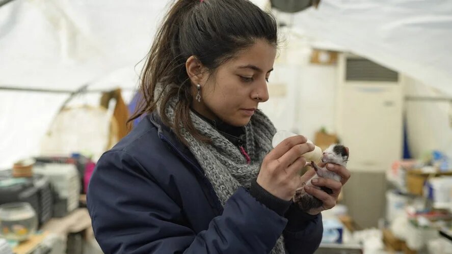 Une bénévole de l'ONG Haytap, Une bénévole de l’ONG Haytap nourrit un chaton à Antakya, au sud de la Turquie, le 18 février 2023 (AFP/Yasin Akgul) un chaton à Antakya, au sud de la Turquie, le 18 février 2023 (AFP/Yasin Akgul)