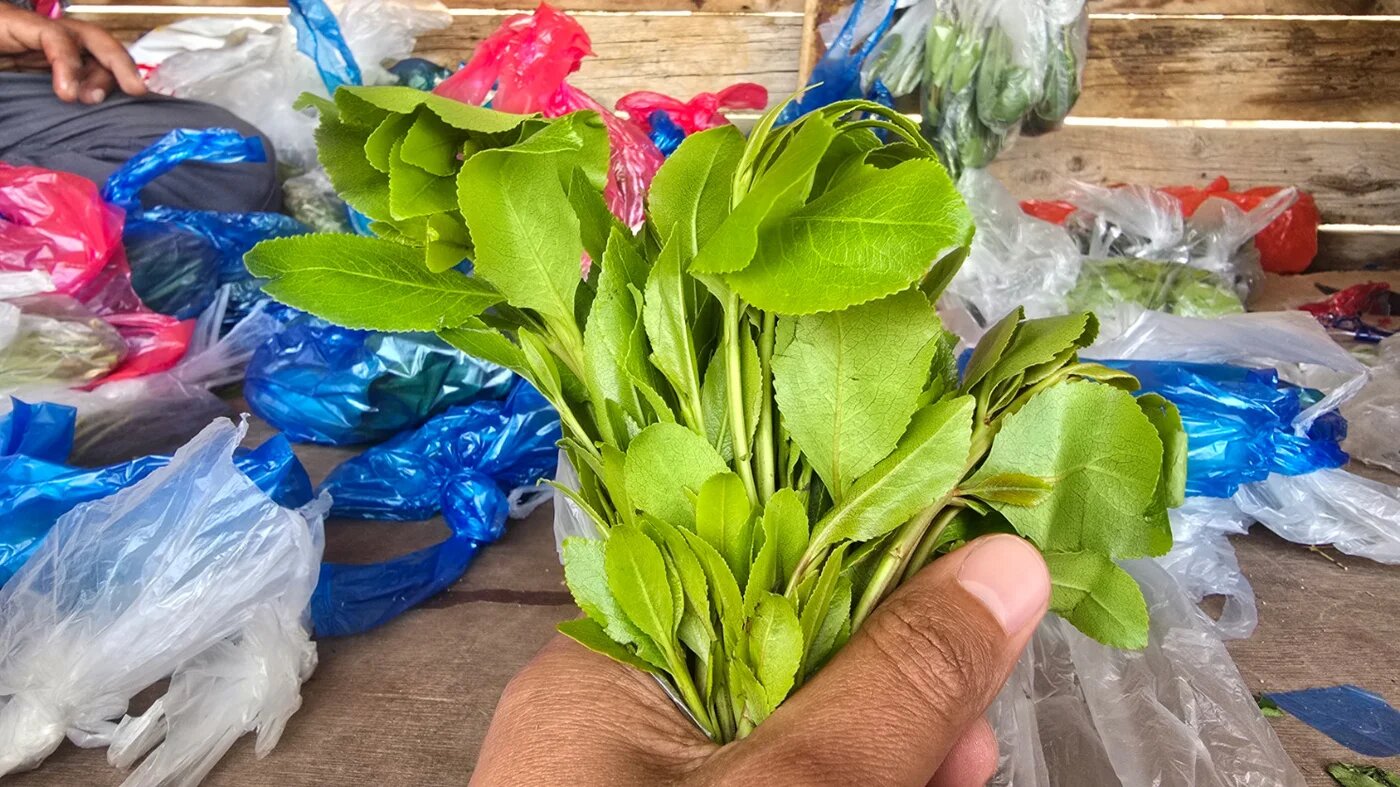 Qat is a stimulant leaf classified as an illegal drug in Saudi Arabia (MEE)