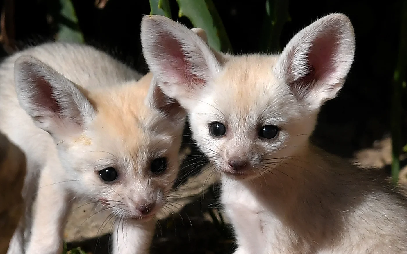 Les grandes oreilles du fennec servent essentielles&nbsp;à&nbsp;rafraîchir ces renards du désert dans la chaleur extrême (AFP/Tiziana Fabi)
