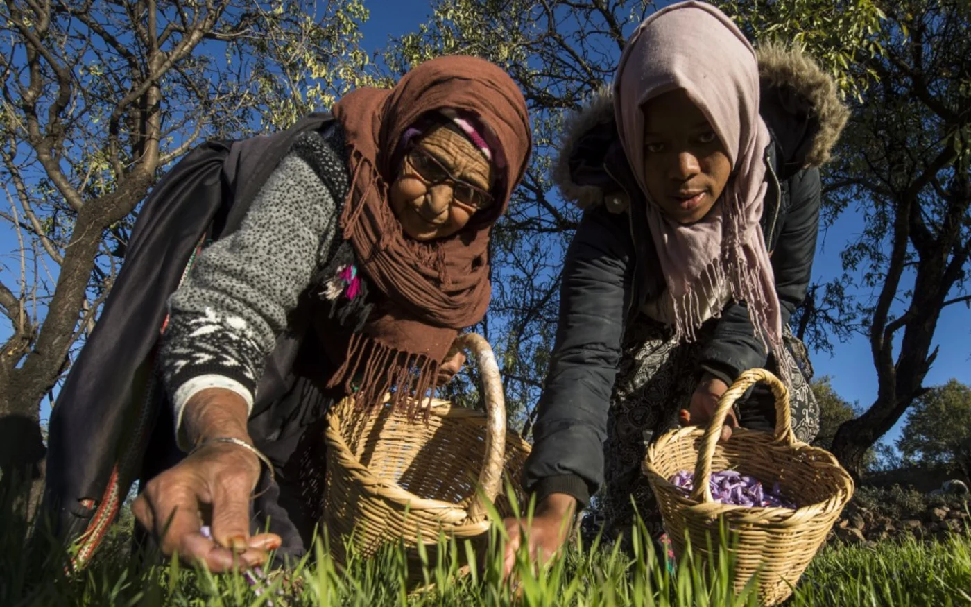Le bio est encore en phase de décollage au Maroc malgré un essor certain avec 10 300 hectares de cultures bio en 2020 contre 4 000 en 2011 (AFP/Fadel Senna)