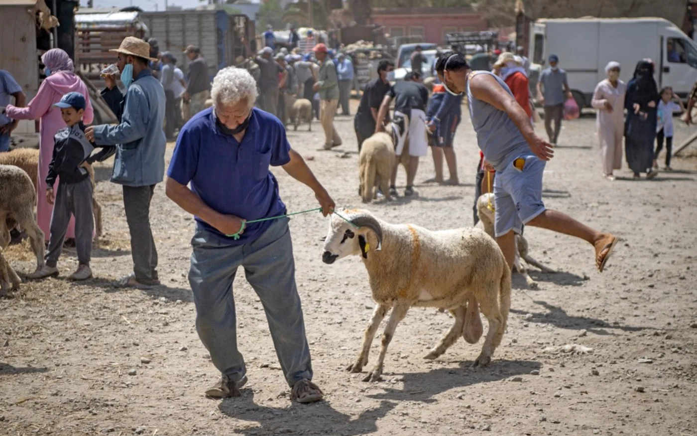 Dans ce marché de moutons à Skhirat, prés de Rabat, les prix ont baissé face à la faible demande (AFP)