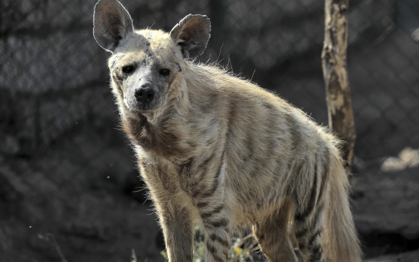 L’Union internationale pour la conservation de la nature (IUCN) classe la hyène rayée comme menacée d’extinction avec une population estimée à moins de 10&nbsp;000&nbsp;individus adultes (AFP/Ashraf Shazly)
