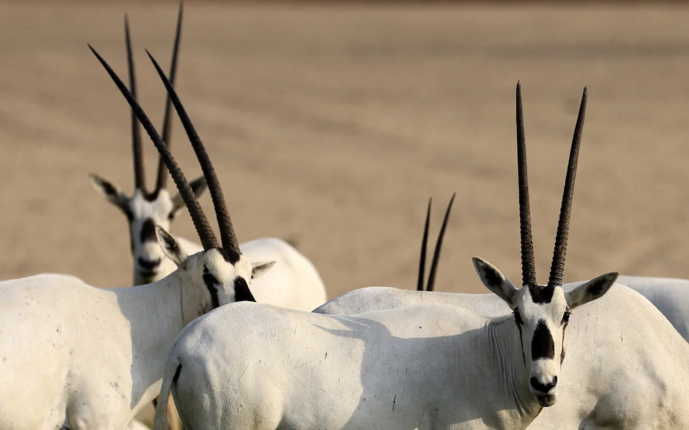 L’Oryx d’Arabie peut couvrir de longues distances, parcourant parfois plus de 70&nbsp;km pendant la nuit (AFP/Karim Sahib)