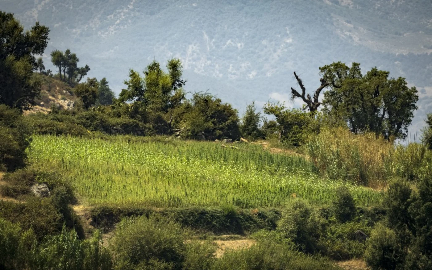 Un décret délimitant les zones de culture et de production du cannabis a été adopté en mars. Il concerne trois provinces du nord : Chefchaouen (en photo), Al Hoceima et Taounate (AFP/Fadel Senna)