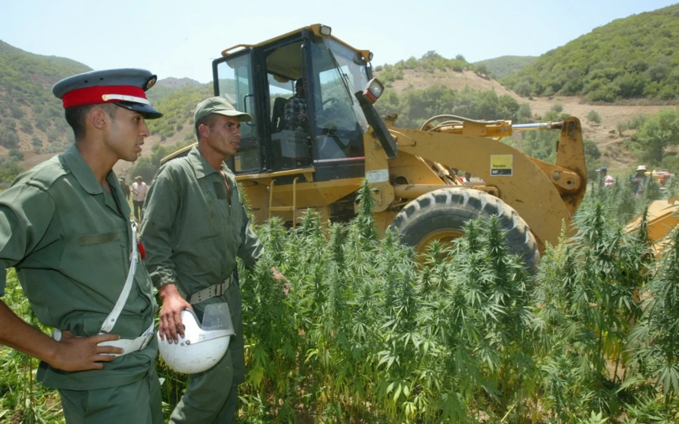 La police marocaine procède à la destruction d’un champ de cannabis dans les montagnes du Rif, le 7 juillet 2005 (AFP)