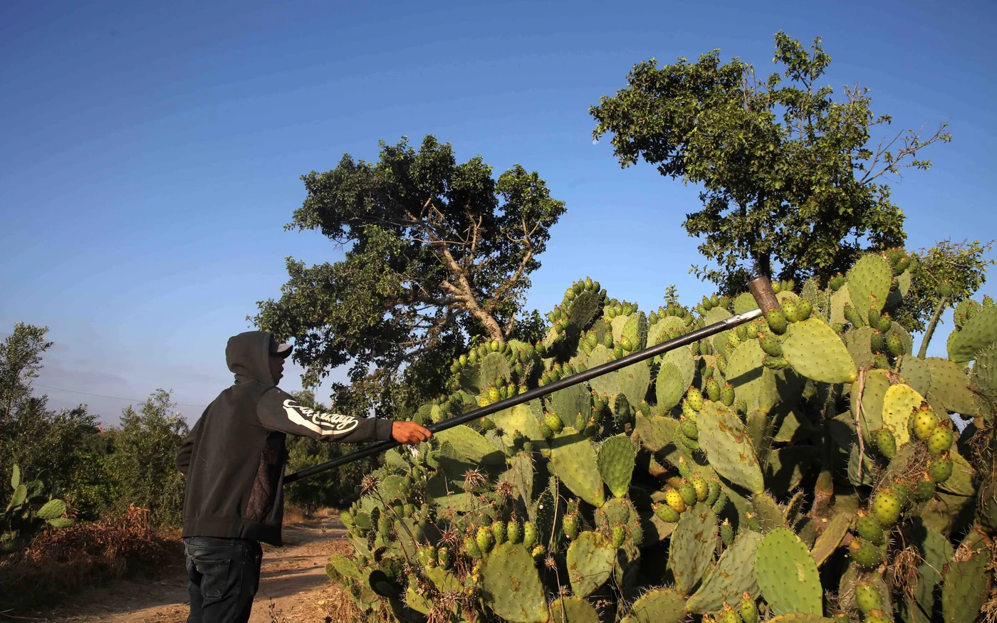 Un agriculteur palestinien récolte des figues de Barbarie lors de la récolte dans une exploitation de Gaza (Reuters)