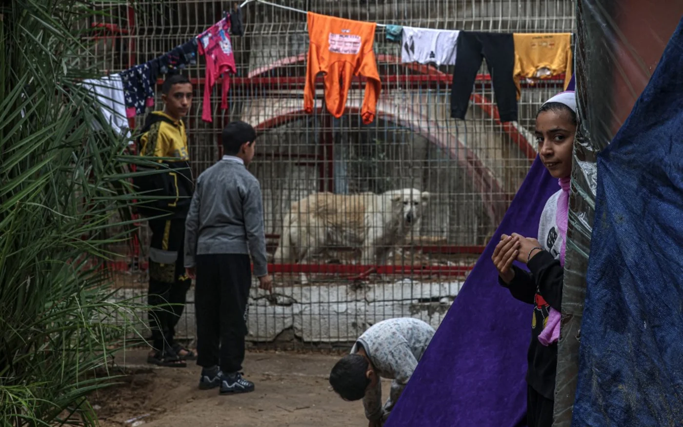 Une famille palestinienne déplacée vit dans un abri de fortune installé après des cages des animaux, dans le zoo de Rafah, le 2 janvier 2024 (AFP)