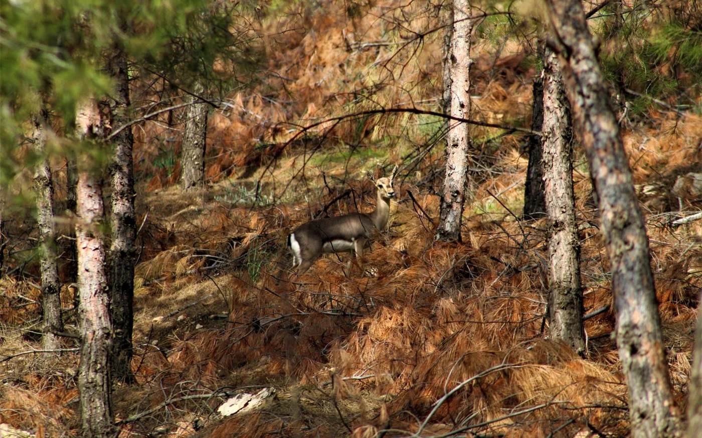 Le professeur Ergün a contribué à établir que les gazelles de Hatay appartiennent à l’espèce menacée Gazella gazella (MEE/Nimet Kıraç)