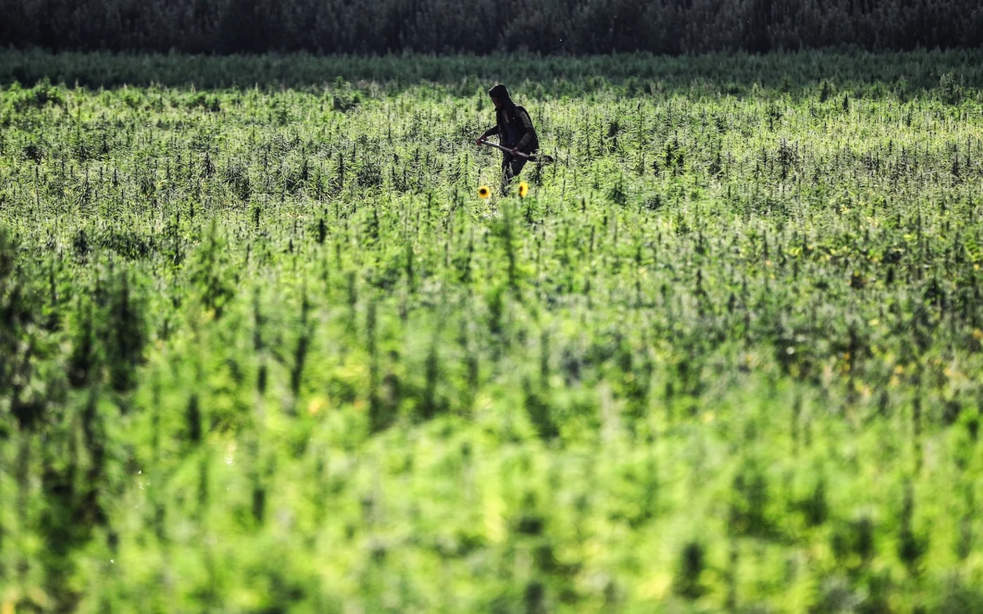 Un fermier dans le village de Yamouneh, dans la vallée de la Bekaa, dans l’est du Liban, le 29 juillet 2020 (AFP)