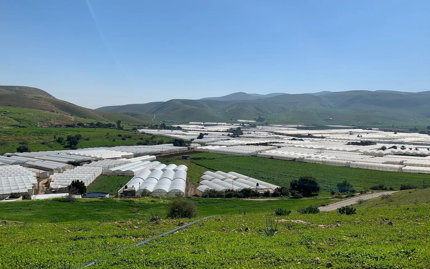 La pénurie d’eau a contraint les agriculteurs de Furush Beit Dajan à abandonner la production de citrons pour cultiver à la place des tomates dans des serres (MEE/Shatha Hammad)