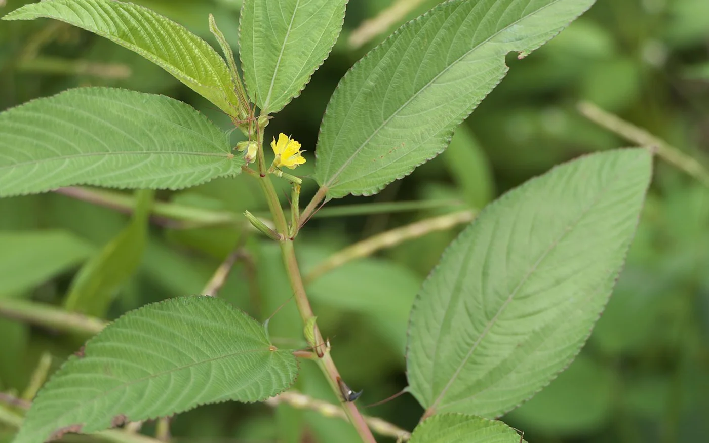 Feuilles de la corète potagère, utilisées pour préparer la mloukhiya (Wikimedia/Dinesh Valke)