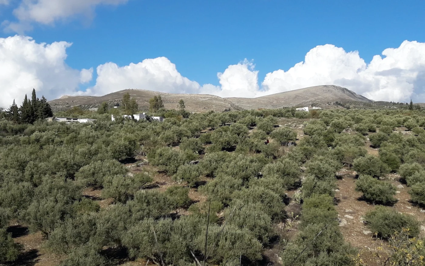 Vue des collines de la région de Jendouba où de nombreux groupes de chercheurs de trésors sont actifs (MEE/Matthias Raynal)
