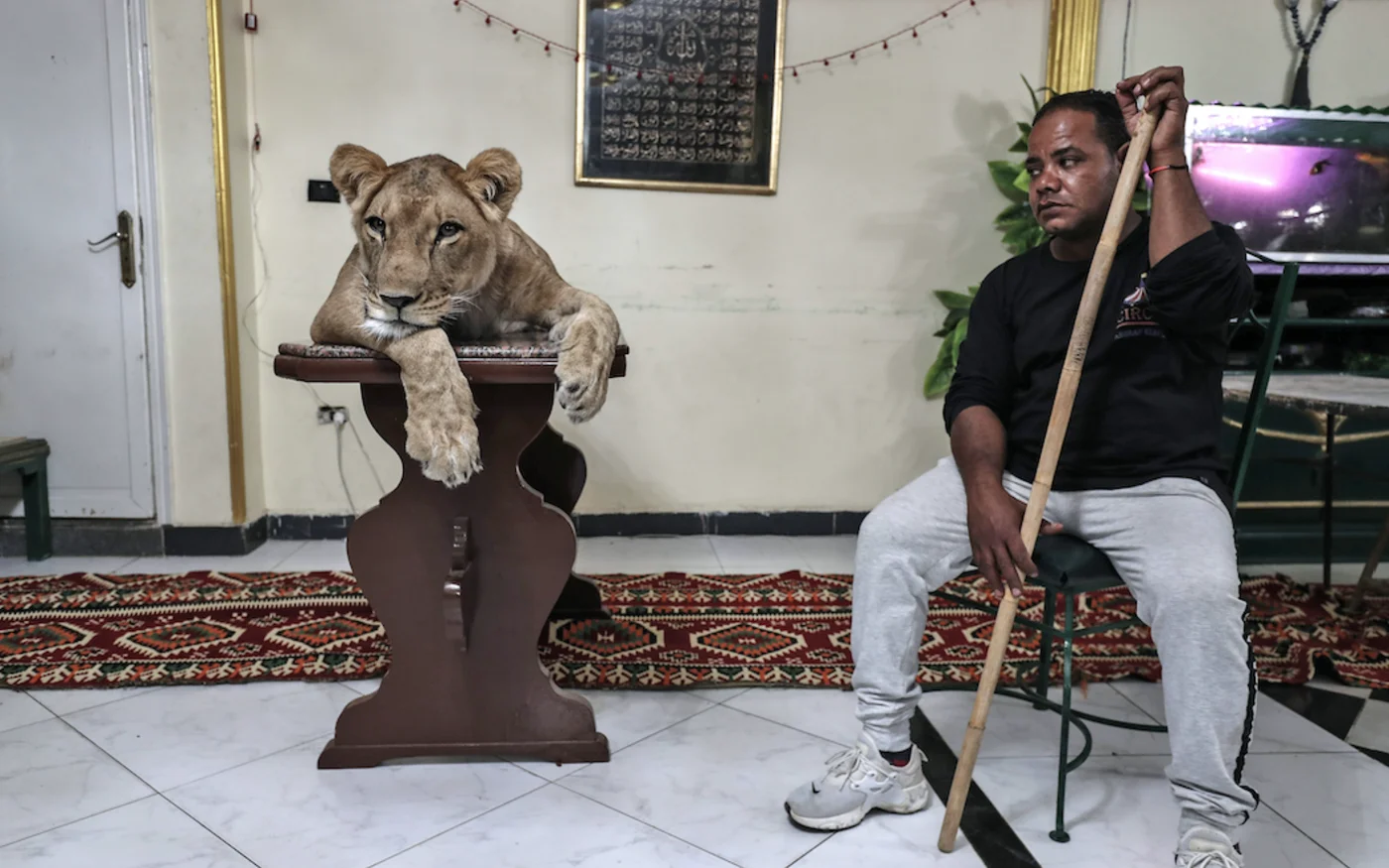 Joumana, une lionne africaine, est assise avec les assistants d'Ahsraf el-Helw, un grand dresseur de chats, au Caire, le 10 mai 2020 (AFP)