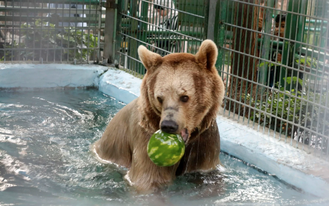 zoo palestine