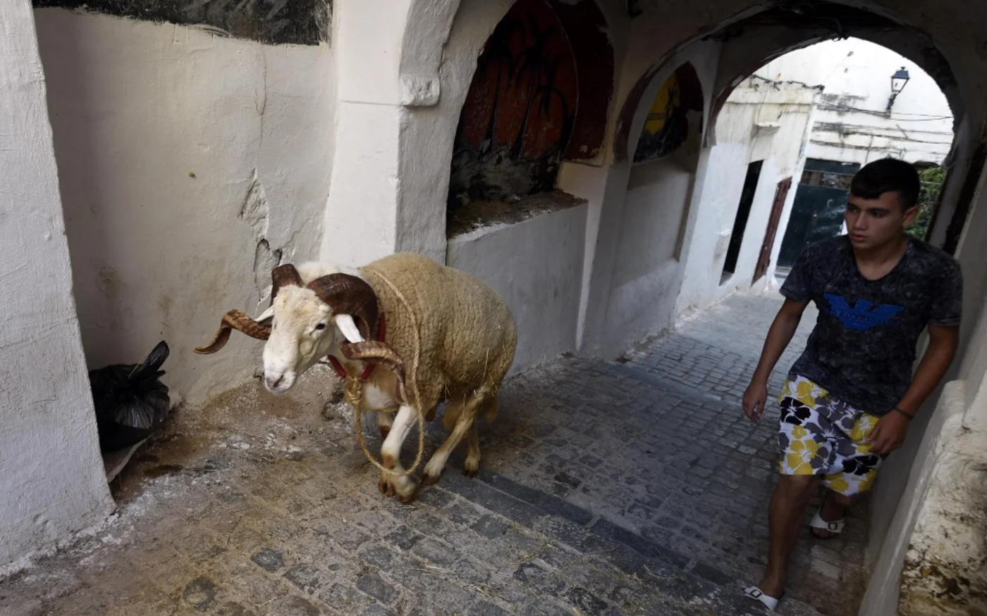 Dans la Casbah d’Alger, un jeune Algérien monte les marches d’une ruelle avec son bélier (AFP/Farouk Batiche)