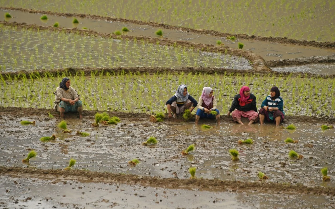Selon les responsables, les centres d’excellence faciliteraient le transfert de technologies israéliennes aux agriculteurs du Cachemire sous contrôle indien et mettraient en avant les meilleures pratiques, notamment en matière d’irrigation (AFP/Tauseef Mustafa)