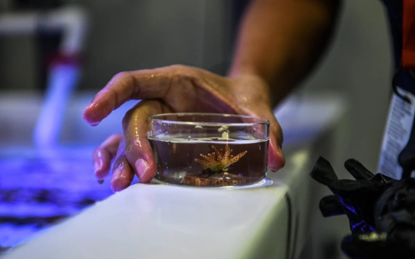 La recherche s’intéresse aussi au corail pour la fabrication de matériaux nouveaux à faible coût énergétique (Chandan Khanna)