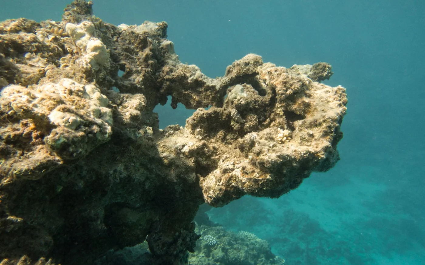 Récif corallien en grande partie mort à Three Pools, à Dahab, en juin&nbsp;2021 (MEE/Elizabeth Fitt)