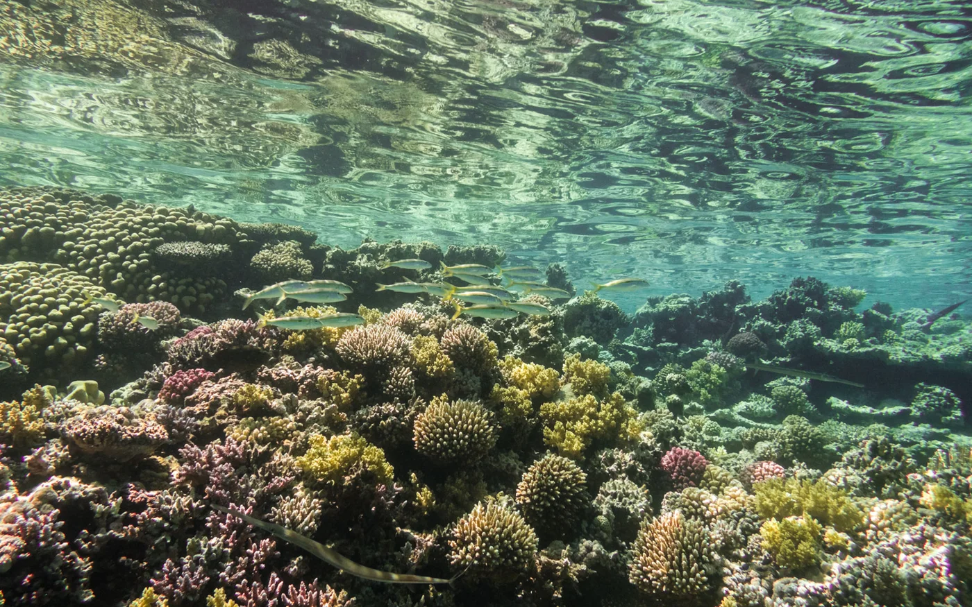 Il faudrait permettre aux écogardes d’appliquer véritablement les lois de protection de l’environnement déjà en place en Égypte depuis 1983, assure un activiste local (MEE/Elizabeth Fitt)