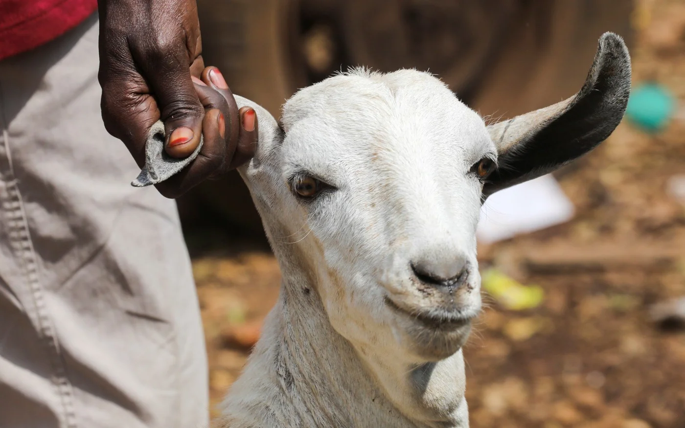 Un homme tient une chèvre avant qu’elle ne soit abattue lors de la fête musulmane de l’Aïd al-Adha dans le quartier de Kibera à Nairobi, au Kenya (Reuters)