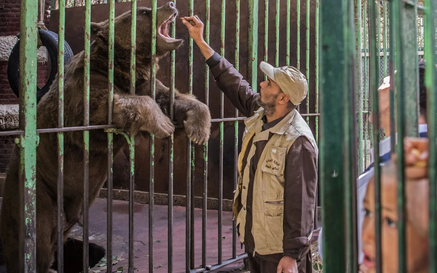 Certains visiteurs viennent souvent au zoo après leur journée de travail pour quelques livres égyptiennes, les écoles de tout pays y organisent des visites et des milliers d’écoliers y entrent chaque jour (AFP)