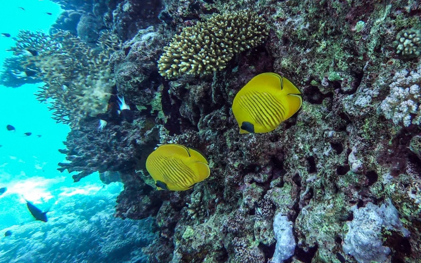 Des poissons au large de la côte égyptienne sur la mer Rouge à Hurghada (AFP/photo d’archives) 