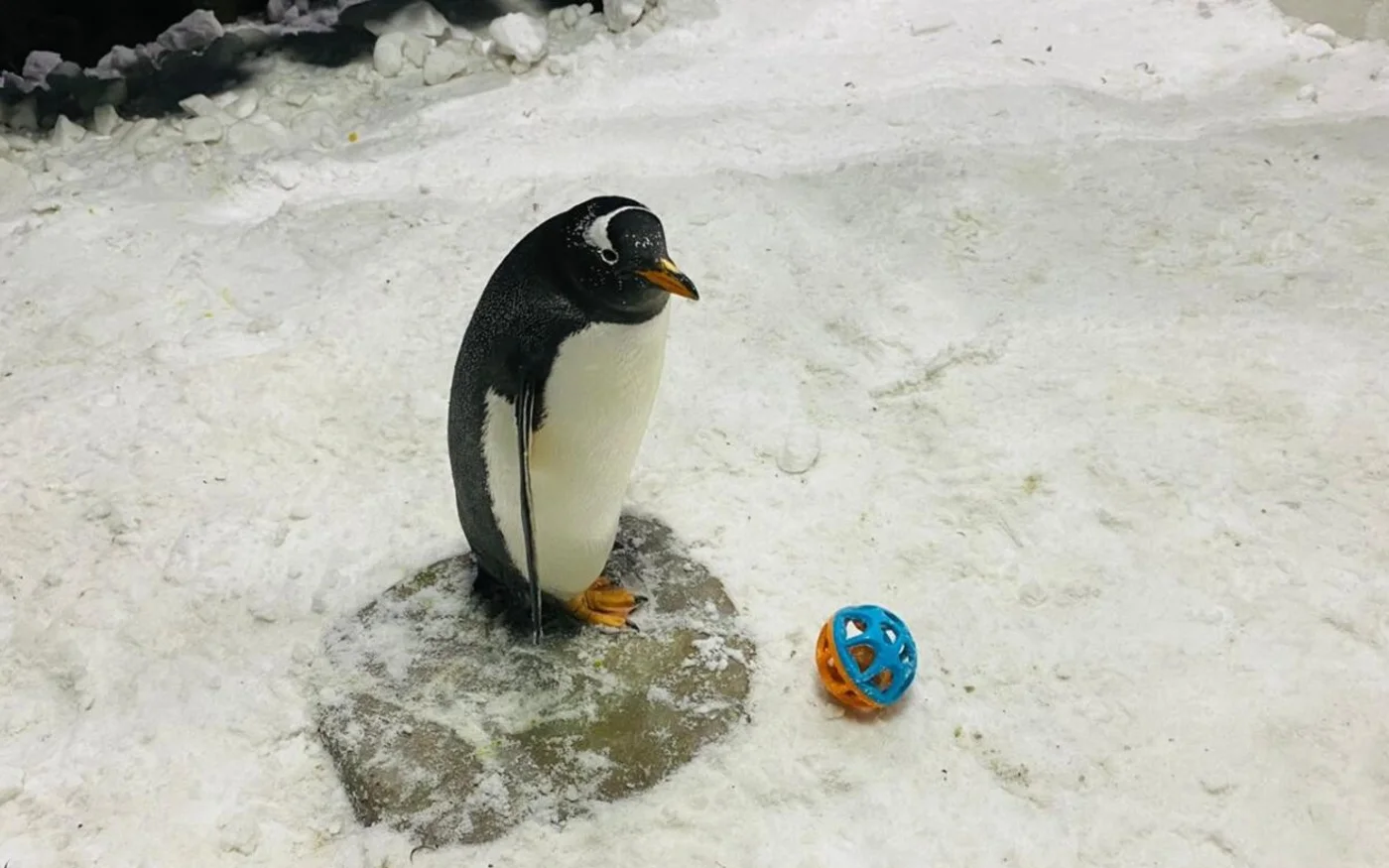 Toby le manchot réfléchit à sa prochaine prédiction à l’occasion du Mondial (réseaux sociaux)