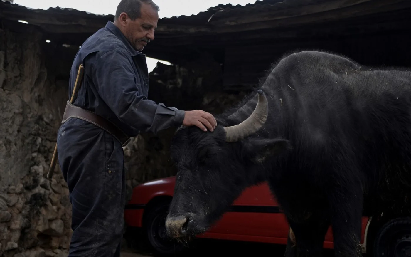 Un fermier irakien caresse un buffle dans une ferme du village de Badouch, au nord-ouest de la ville de Mossoul, le 7 février 2023 (AFP/ Zaid al-Obeidi)