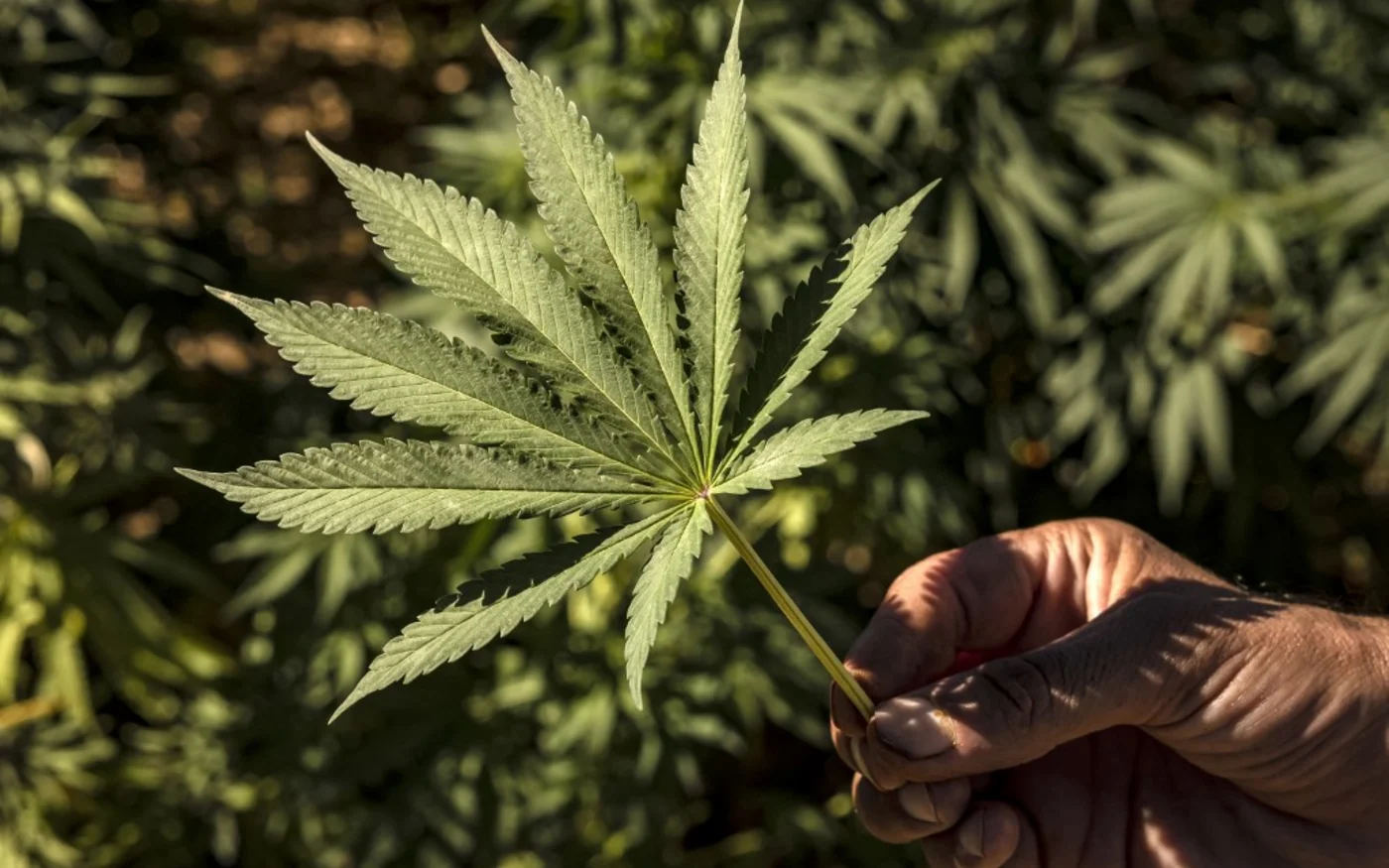 Un agriculteur tient une feuille de cannabis dans un champ du village d’Azila, dans la région marocaine de Ketama, au pied de la région montagneuse marginalisée et sous-développée du Rif, le 16 septembre 2022 (AFP/Fadel Senna)