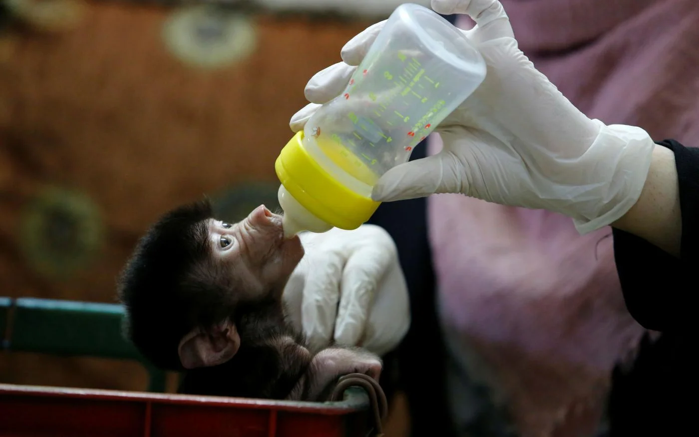 zoo palestine
