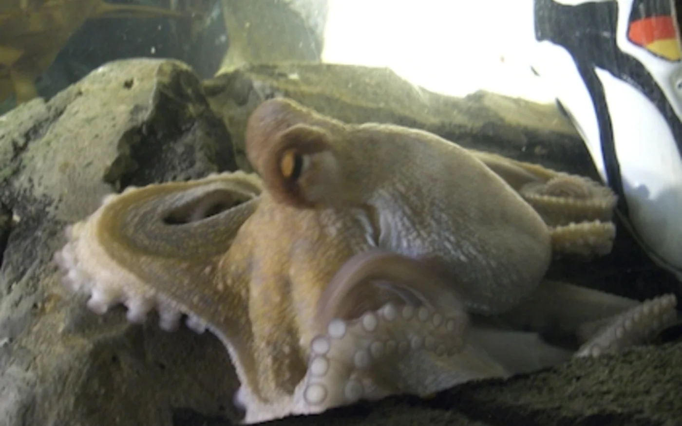 Paul le poulpe a prédit le sacre de l’Espagne en finale du Mondial 2010 (Wikipédia)