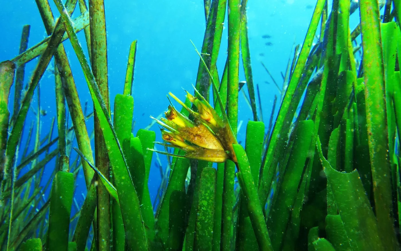 Les herbiers de posidonie peuvent vivre plus de 100 000 ans (Flickr/Nicolas Cimiterra)